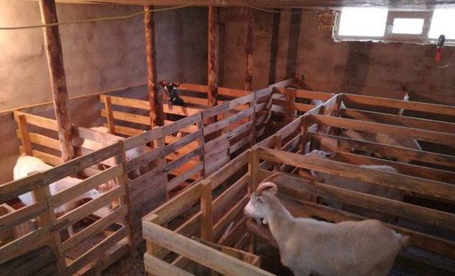 Сарай для коз – устройство козлятника и стойла своими руками