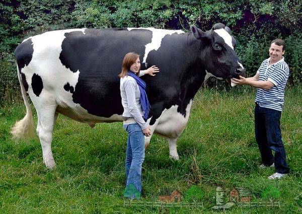 Сколько весит корова: вес коровы в среднем, а также несколько способов, как узнать вес без весов