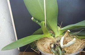 Как вырастить орхидею из черенка в домашних условиях: технология, необходимые инструменты и возможные трудности