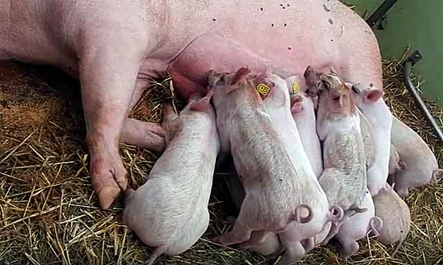 Опорос свиней первый раз: советы новичкам, таблица сроков и сколько поросят рождается