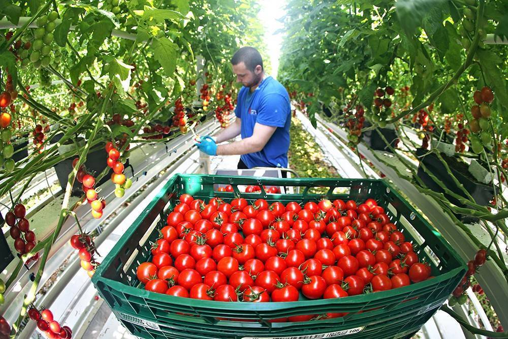 Крупноплодные помидоры (томаты) в теплице. лучшие сорта томатов для открытого грунта