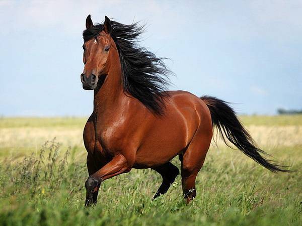 Клички лошадей: как назвать жеребенка, лучшие имена для кобыл и коней, известные прозвища.