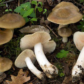 Как выглядит и где растёт гриб подорешник, фото и описание, как правильно готовить, польза и вред