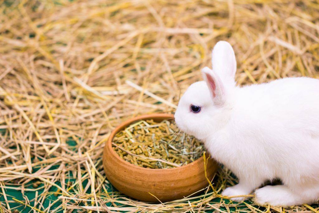 Сколько комбикорма съедает кролик в день, фото и видео