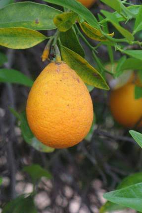 Растение апельсин: характеристика видов и сортов, выращивание в домашних условиях,  история происхождения апельсина