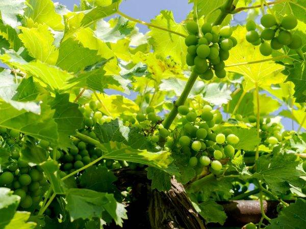 Описание сорта винограда антоний великий: фото, видео и отзывы | vinograd-loza