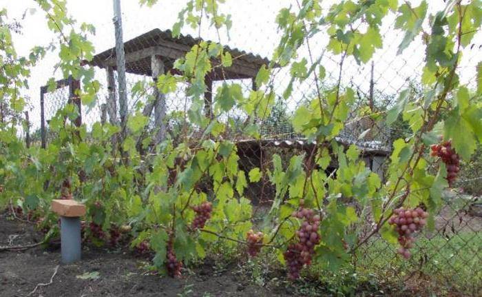 Сорт винограда «гурман ранний» — использование и хранение урожая