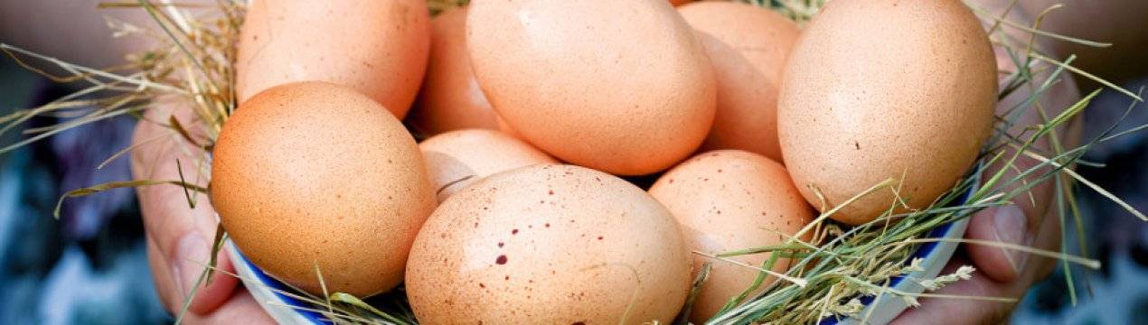 Почему курицы не несутся? что делать, когда несушки одновременно перестают нести яйца? в чем причина? нужен ли петух для повышения яйценоскости?