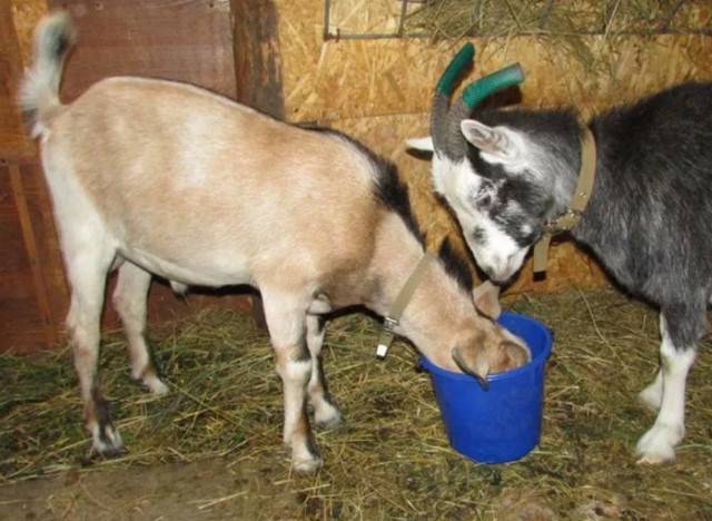 Окот козы: как себя ведет, возможные проблемы