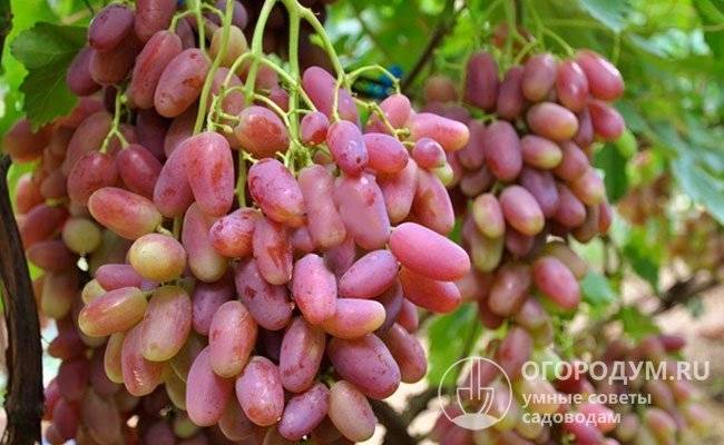 Виноград «Преображение»: описание сорта и секреты выращивания