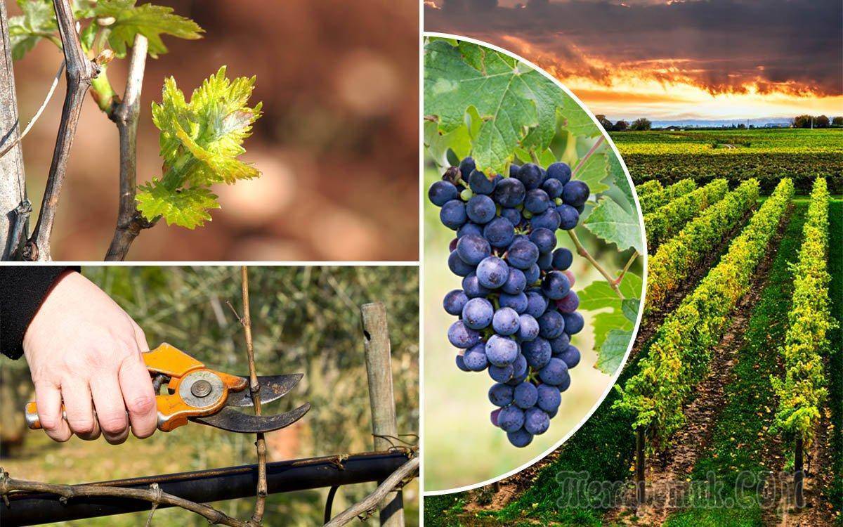 Чем подкормить виноград: советы по выбору составов для подкормки виноградников (видео + 135 фото)
