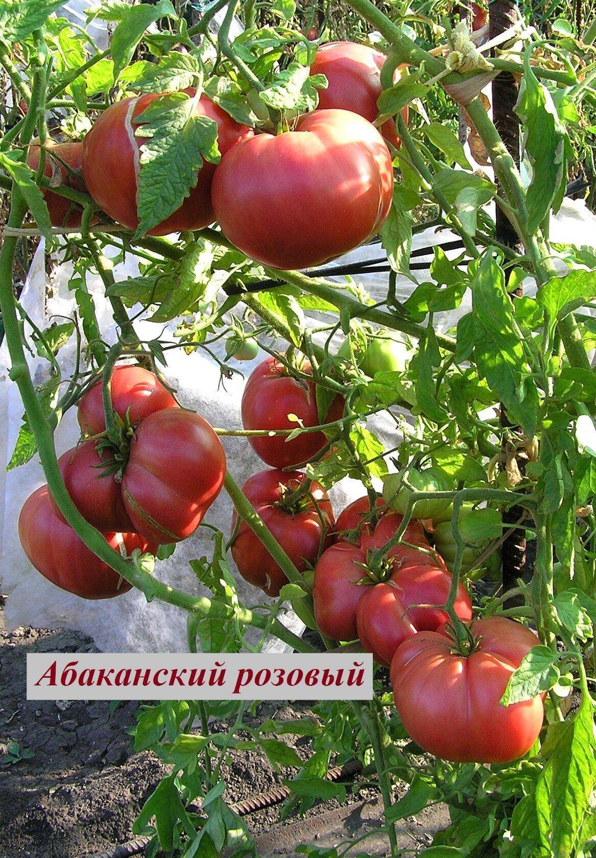 Описание сорта томатов Абаканский розовый