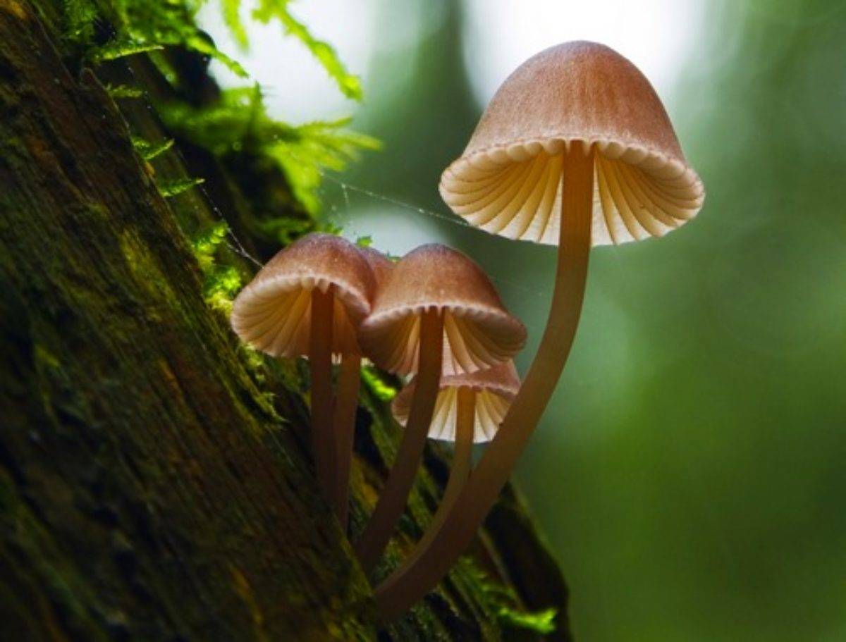Описание грибов-сапротрофов