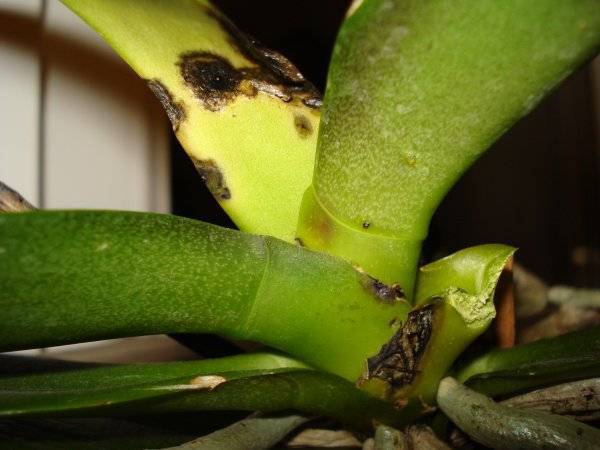 Болезни орхидеи и их лечение с фото и рекомендациями