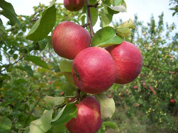Описание сорта яблок жигулевское