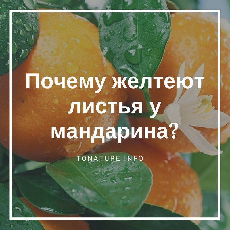 Почему желтеют листья у комнатного лимона и что с этим делать - причины и способы исправления ситуации