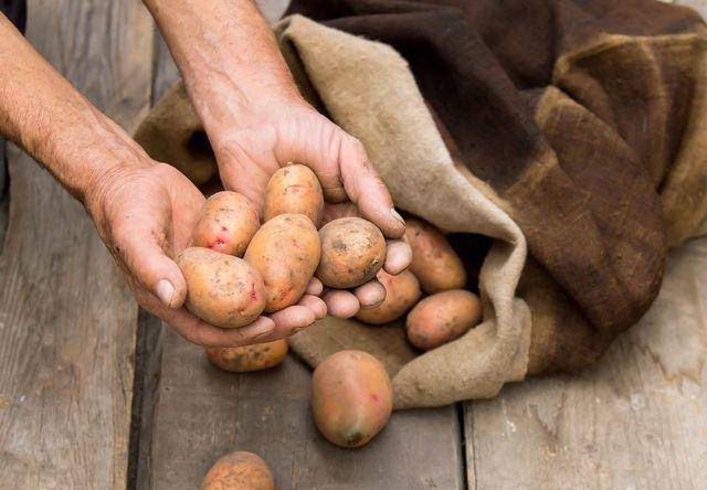 Картофель чернеет внутри - почему темнеет картошка при хранении