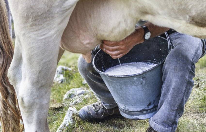 Как запустить корову летом — topsamoe.ru