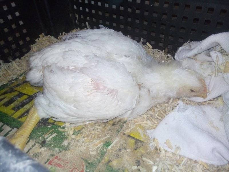 Почему умирают куры с цыплятами без видимых причин: как определить что за болезнь