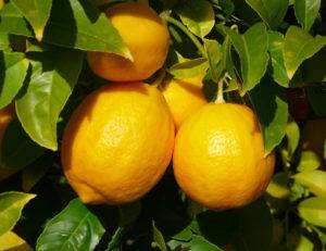 Лимон это фрукт или овощ или ягода