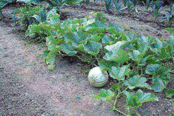 Выращивание арбузов в открытом грунте