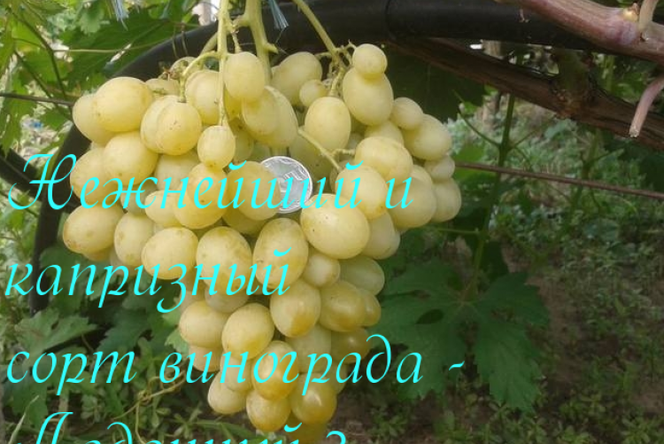 Виноград левокумский: описание и характеристики сорта, выращивание и уход с фото