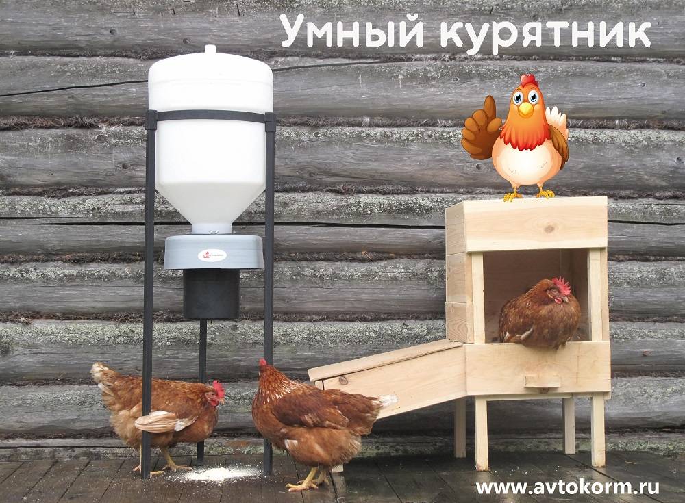 Кормушки для кур: 120 фото и видео самодельных и автоматических кормушек для птицы