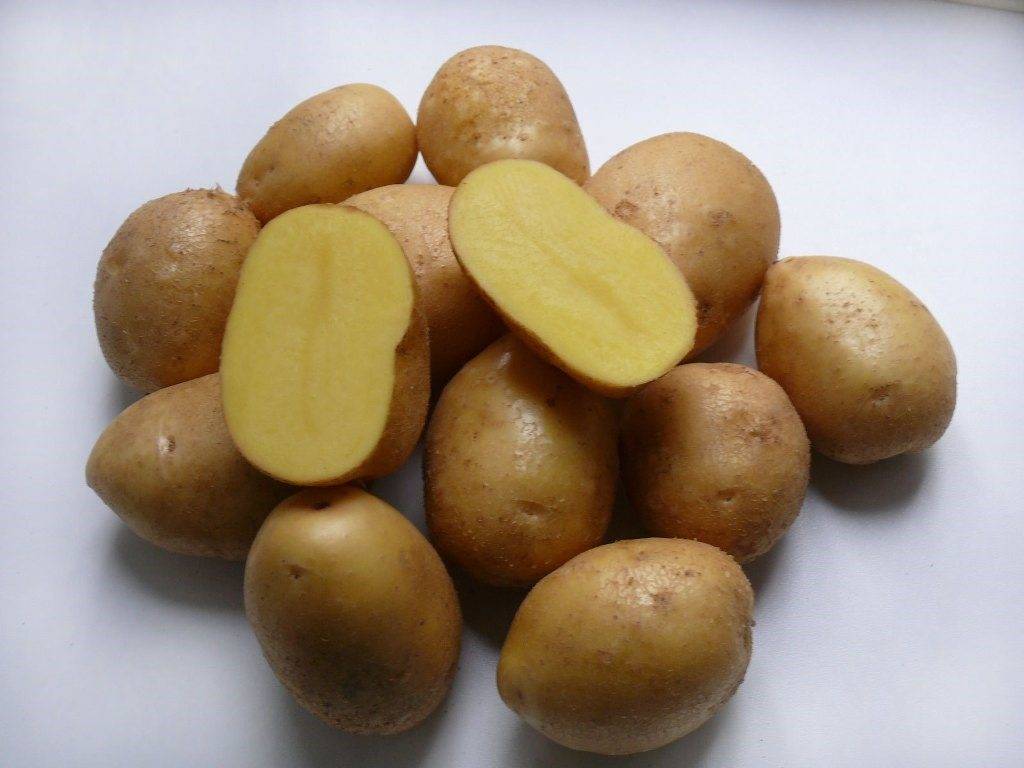 Картофель коломбо: отзывы, фото, характеристика и описание урожайного сорта, правила посадки и ухода