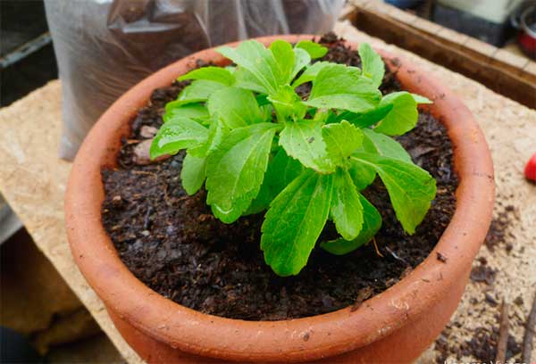 Стевия в домашних условиях - выращивание из семян, уход, как выглядит растение, размножение и болезни