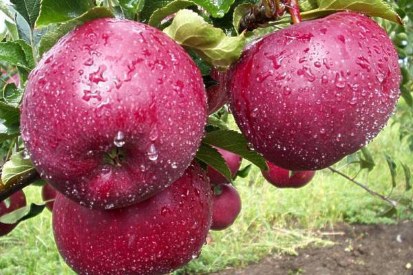 Сорт яблони «старкримсон»: характеристика и агротехника выращивания