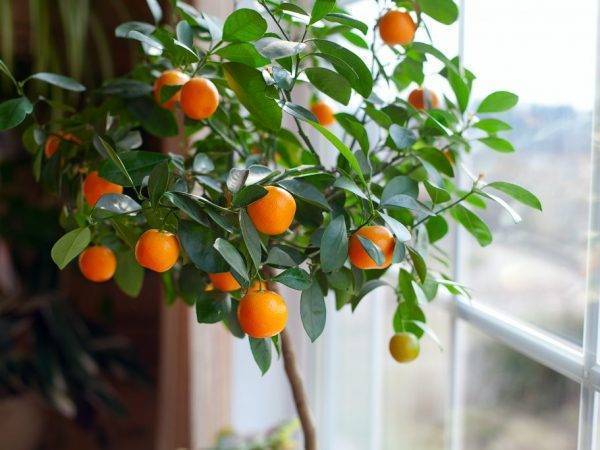 Апельсиновое дерево в домашних условиях- выращивание, уход и размножение