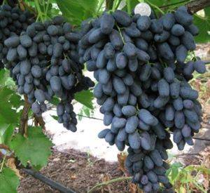 Виноград сорта блек гранд
