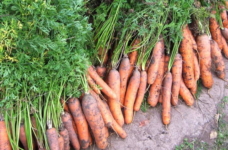 Схемы посадки моркови: расстояние между семенами и глубина заделки на грядке в открытом грунте, а также через какой интервал друг от друга их сеять весной и осенью? русский фермер