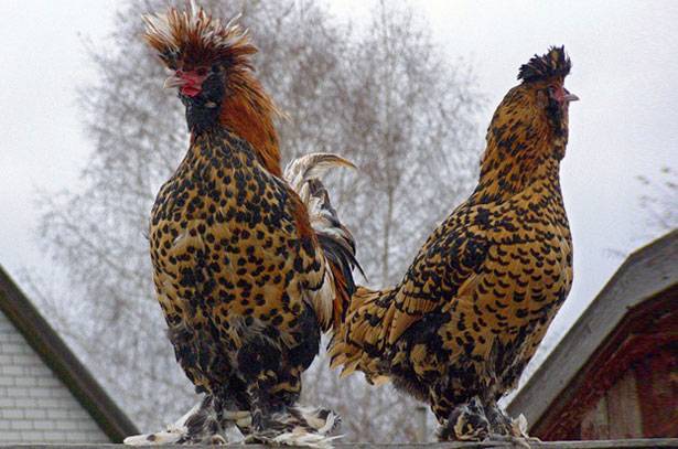 Павловская курица - описание породы, содержание, кормление и разведение птицы
