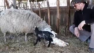 Сколько времени овца вынашивает ягненка?