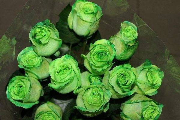 Зеленые розы (36 фото): виды и сорта, особенности растений бело-зеленого, розово-зеленого и желто-зеленого цветов, описание сорта «зеленый чай» и других