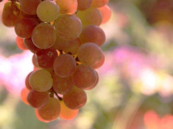 Виноградный сорт гурман ранний: что нужно знать о нем, описание сорта, отзывы