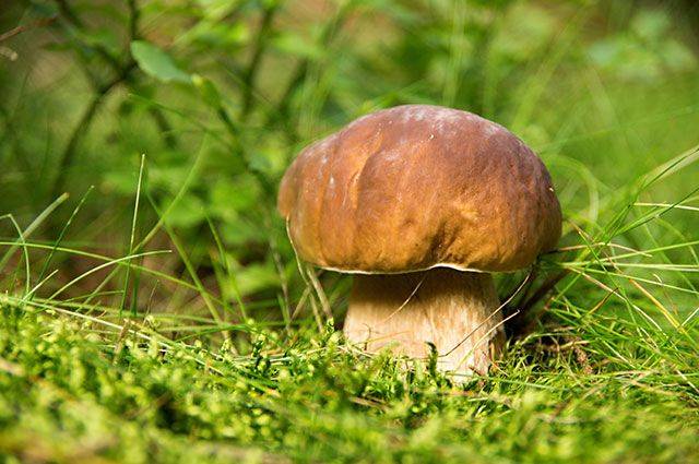 Грибы костромской области 2021: когда и где собирать, сезоны и грибные места