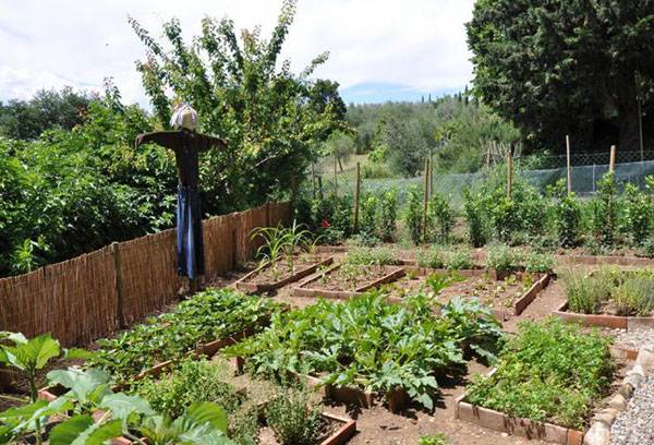 Что можно и нельзя сажать рядом с луком: полезное и вредное соседство для урожая