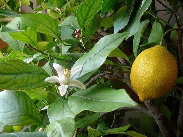 Лимон сбросил листья и сохнет — что делать и почему сохнут ветки, ствол и кончики листьев в домашних условиях