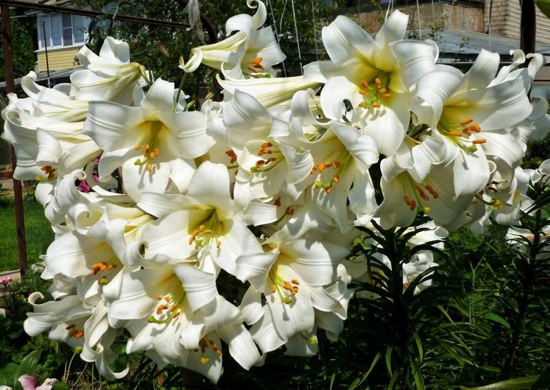 Кустовые лилии (32 фото): посадка и уход за кустами цветов в открытом грунте. названия и описание высоких и других сортов