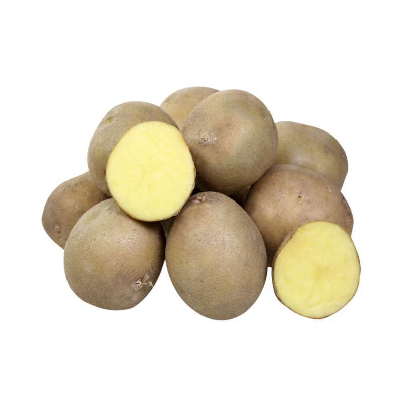 Описание сорта картофеля каменский