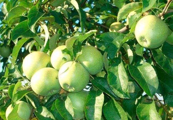 Сорт яблони семеренко: описание, фото