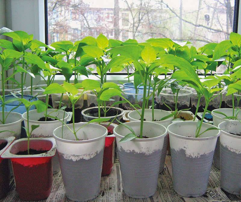 Выращивание крепкой рассады болгарского перца в домашних условиях - огород, сад, балкон - медиаплатформа миртесен