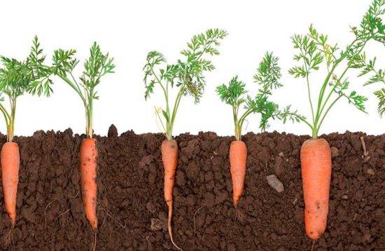 Морковь выращивание и уход в открытом грунте, правила посадки культуры
