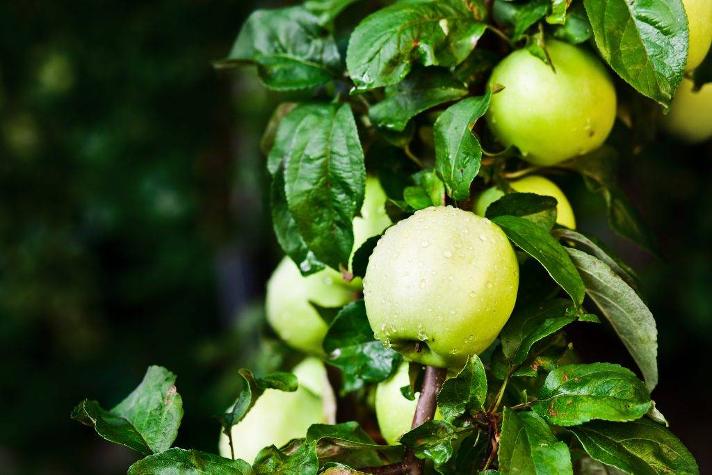 Описание яблони сорта голден делишес: характеристики, фото, отзывы садоводов
