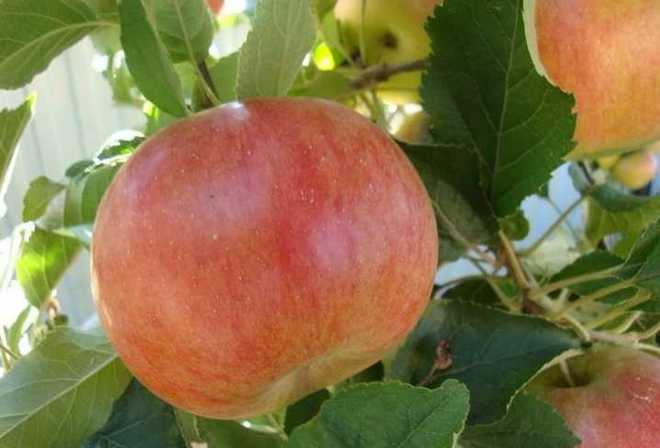Выращивание яблони Мартовское