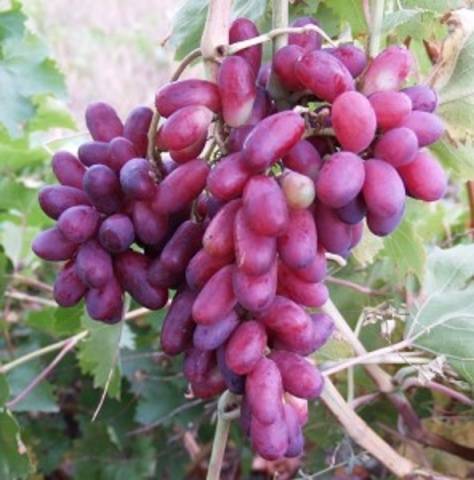 Лучшие изюмные сорта винограда - сад и огород