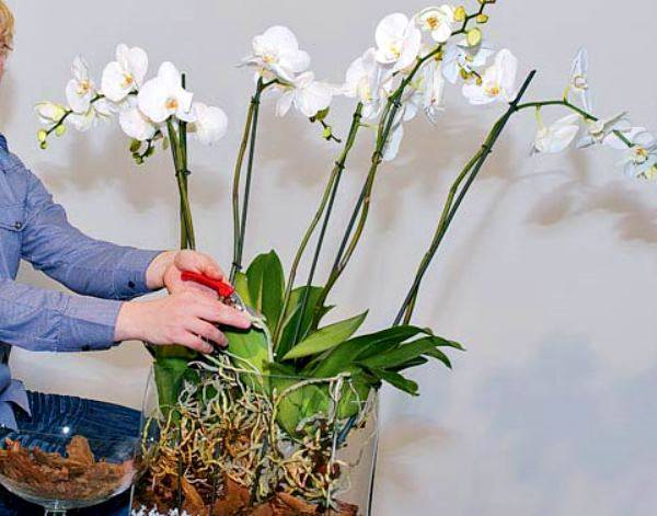 Белый фаленопсис: фото и описание орхидеи с белой губой, миди и других