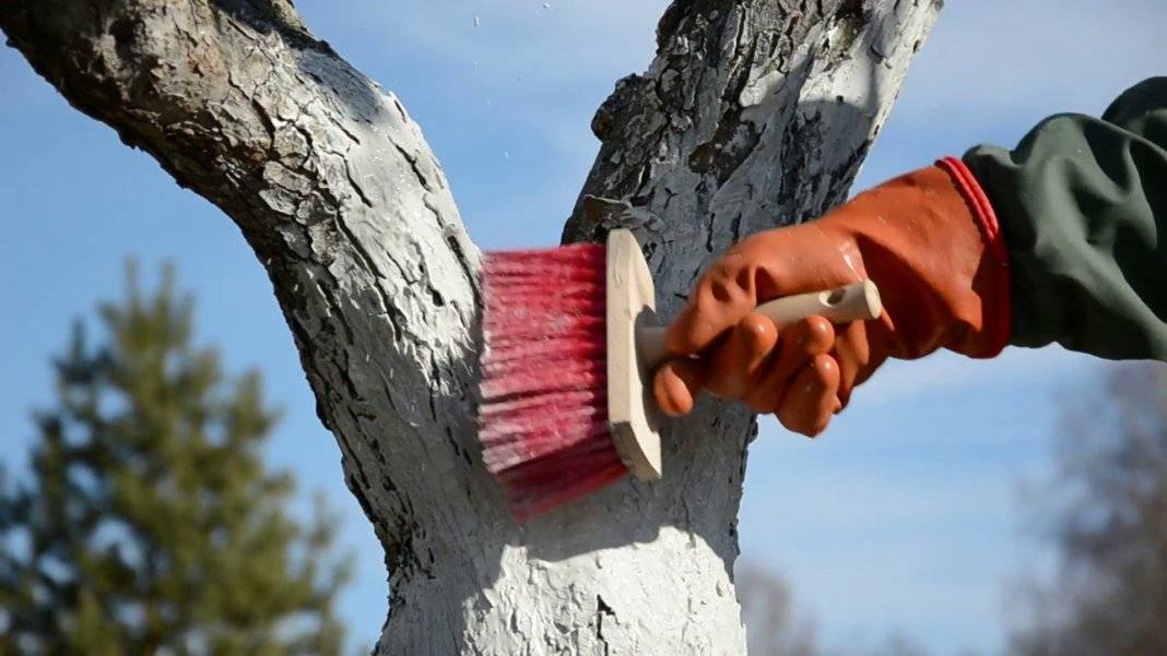 Побелка деревьев: зачем, когда и как производить побелку?
